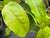 Uocodendron whartonii (Redbud Hazel)