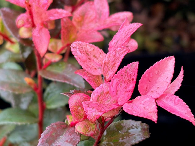 Vaccinium ovatum 'Cascade Sunburst' (Variegated Evergreen Huckleberry)