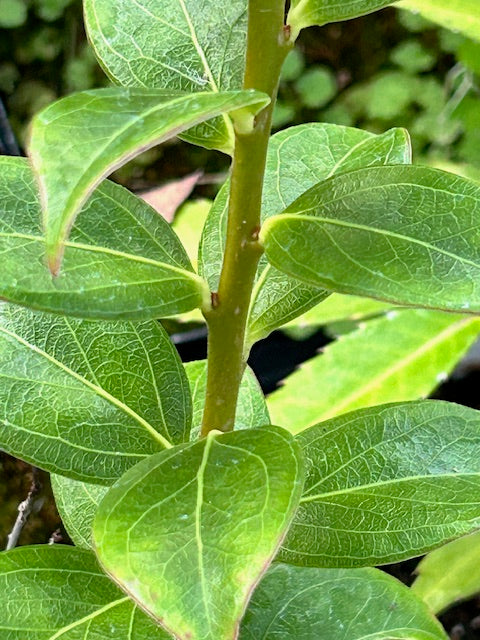 Vaccinium sp. SEH27033 (Blueberry)