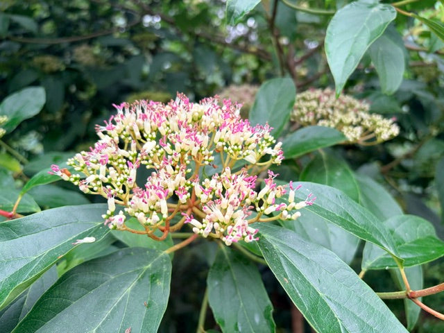 Viburnum cylindricum ZHNP (Tubeflower Viburnum)