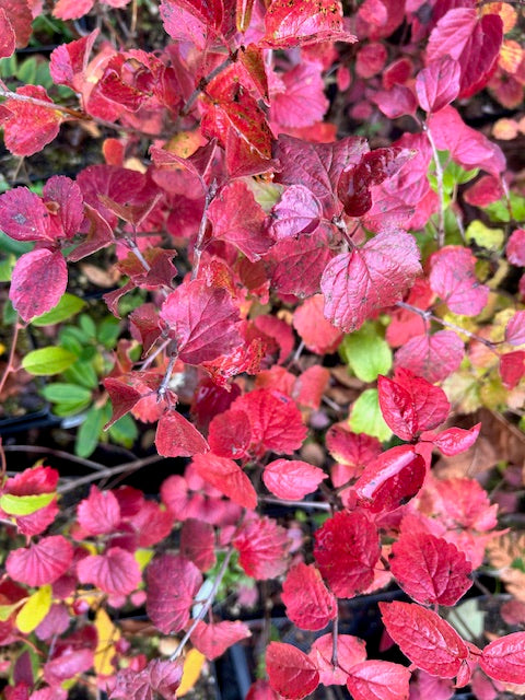 Viburnum ellipticum (Oval-Leaved Viburnum)