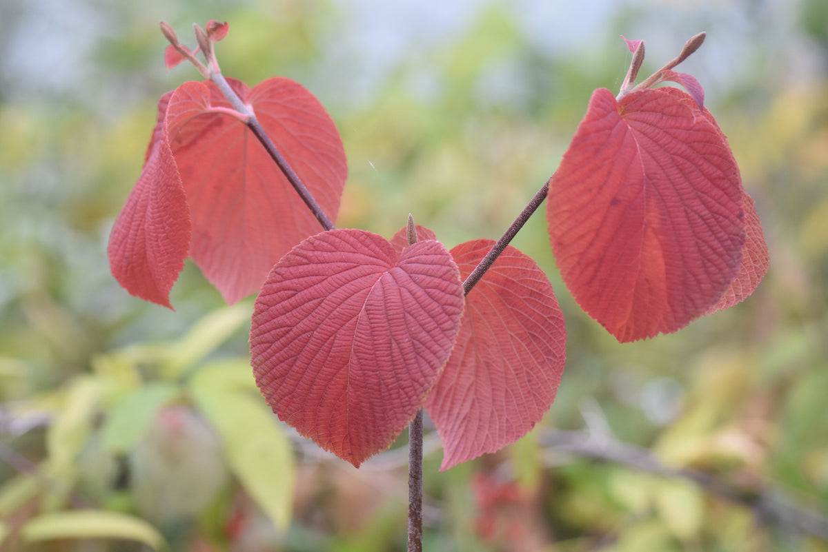 Viburnum furcatum (Species viburnum)