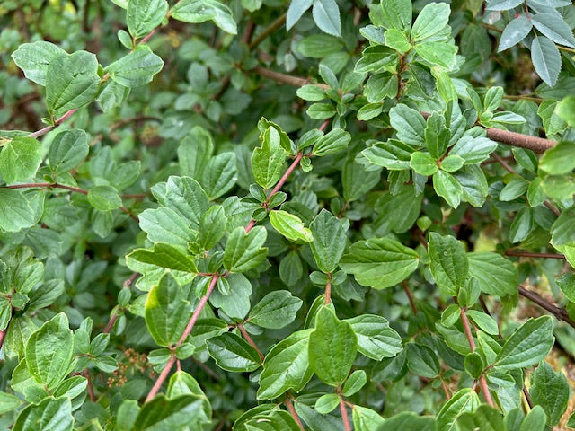 Viburnum kansuense (Species viburnum)