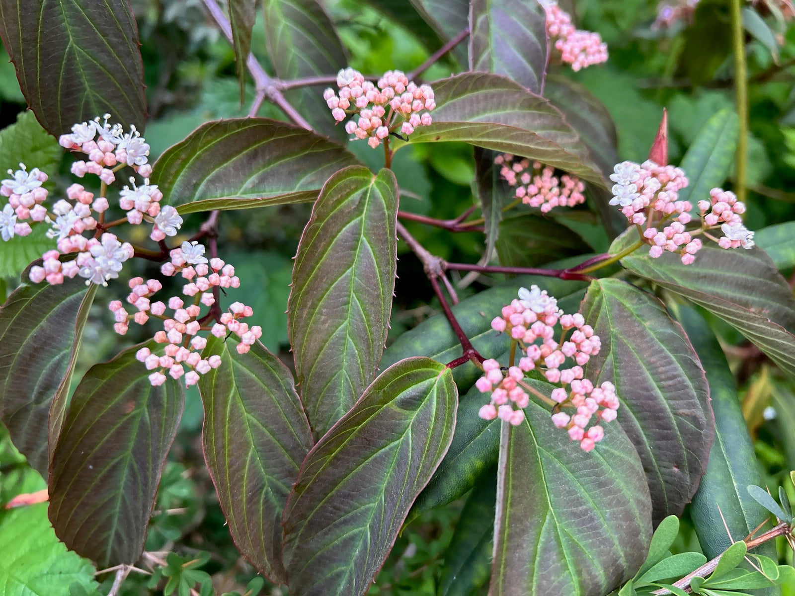 Viburnum setigerum (Tea viburnum)