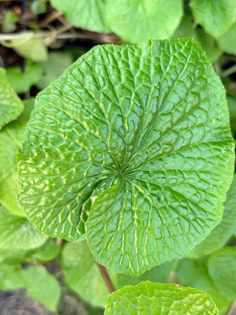 Wasabi japonica. (Japanese Horseradish)
