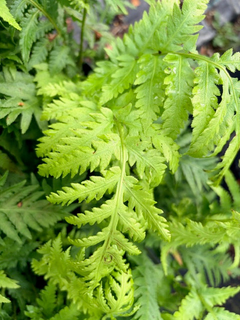 Woodwardia fimbriata (Giant Chain Fern)
