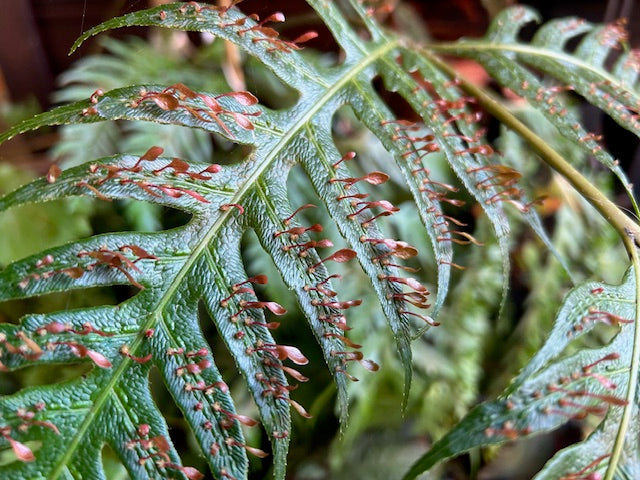 Woodwardia orientalis (Oriental Chain Fern)