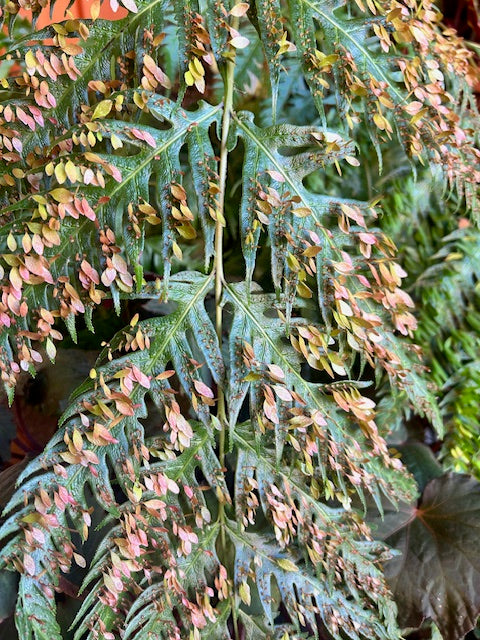 Woodwardia orientalis (Oriental Chain Fern)