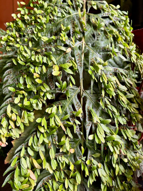 Woodwardia orientalis (Oriental Chain Fern)