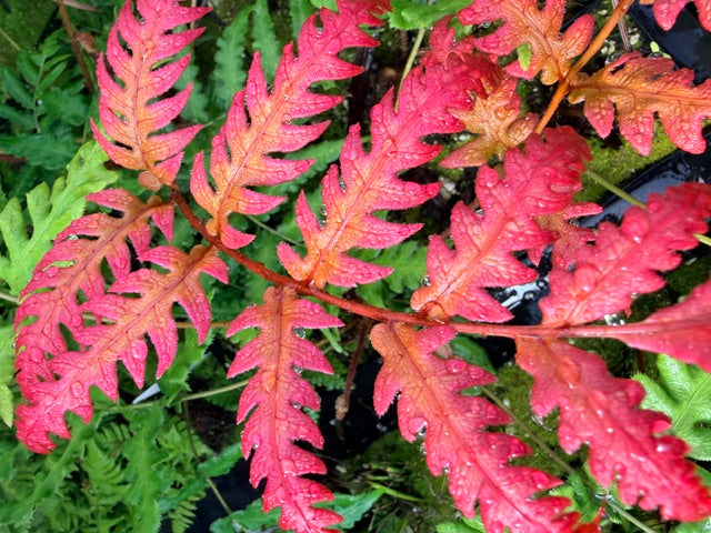 Woodwardia unigemmata (Jeweled Woodwardia)