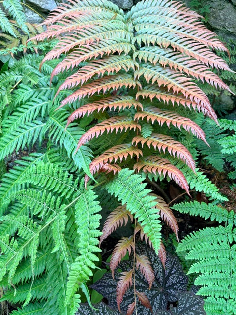 Woodwardia unigemmata (Jeweled Woodwardia)