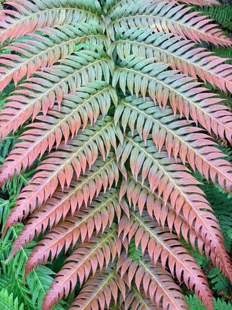 Woodwardia unigemmata (Jeweled Woodwardia)