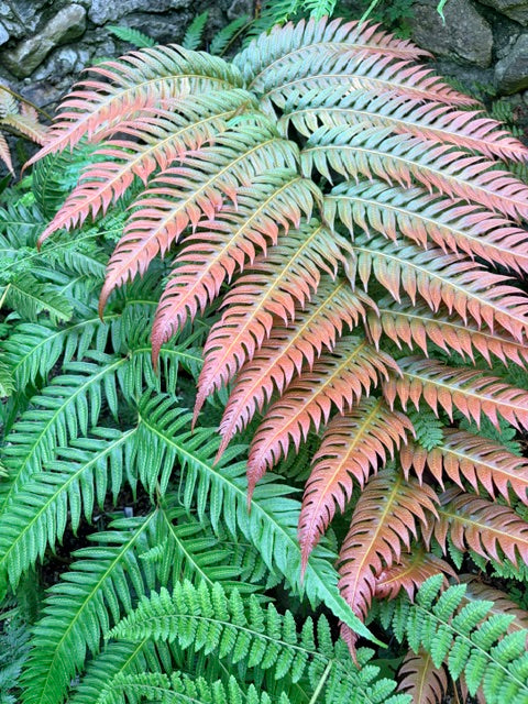 Woodwardia unigemmata (Jeweled Woodwardia)