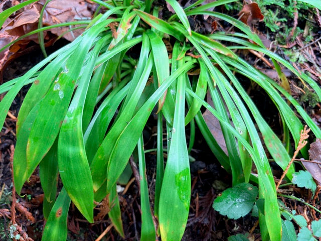 Ypsilandra sp. nov. DJHV99666 (Ypsilandra)