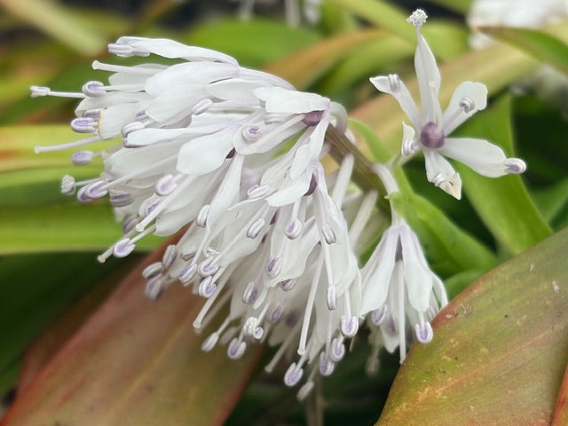 Ypsilandra thibetica