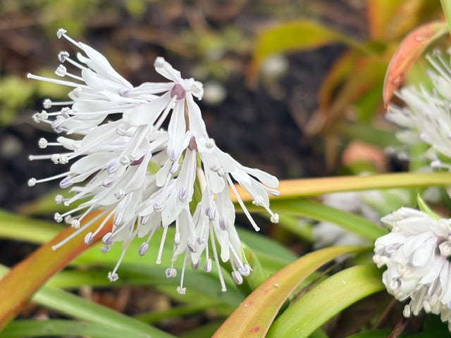 Ypsilandra thibetica