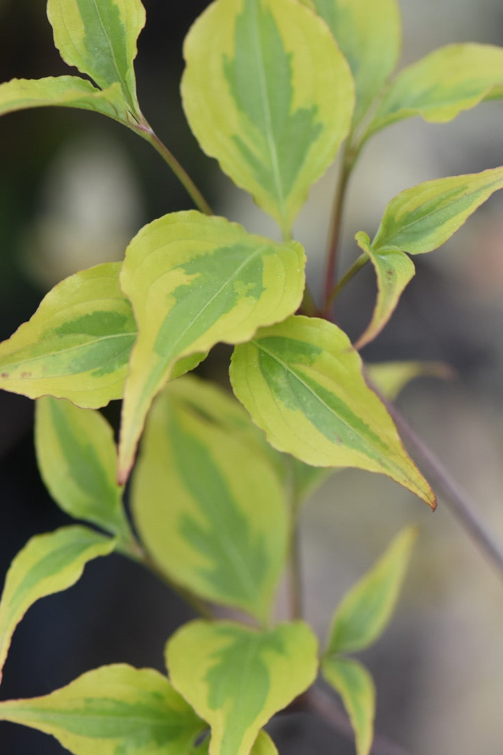 Cornus kousa var. chinensis &#39;Limon Ripple&#39; (Yellow Variegated Chinese Dogwood)