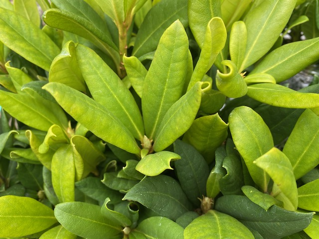 Rhododendron macrophyllum  (Pacific Rhododenron)