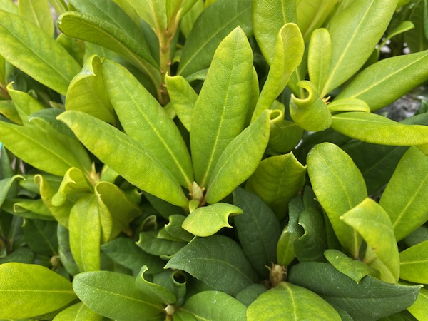 Rhododendron macrophyllum (Pacific Rhododenron) - Keeping It Green Nursery