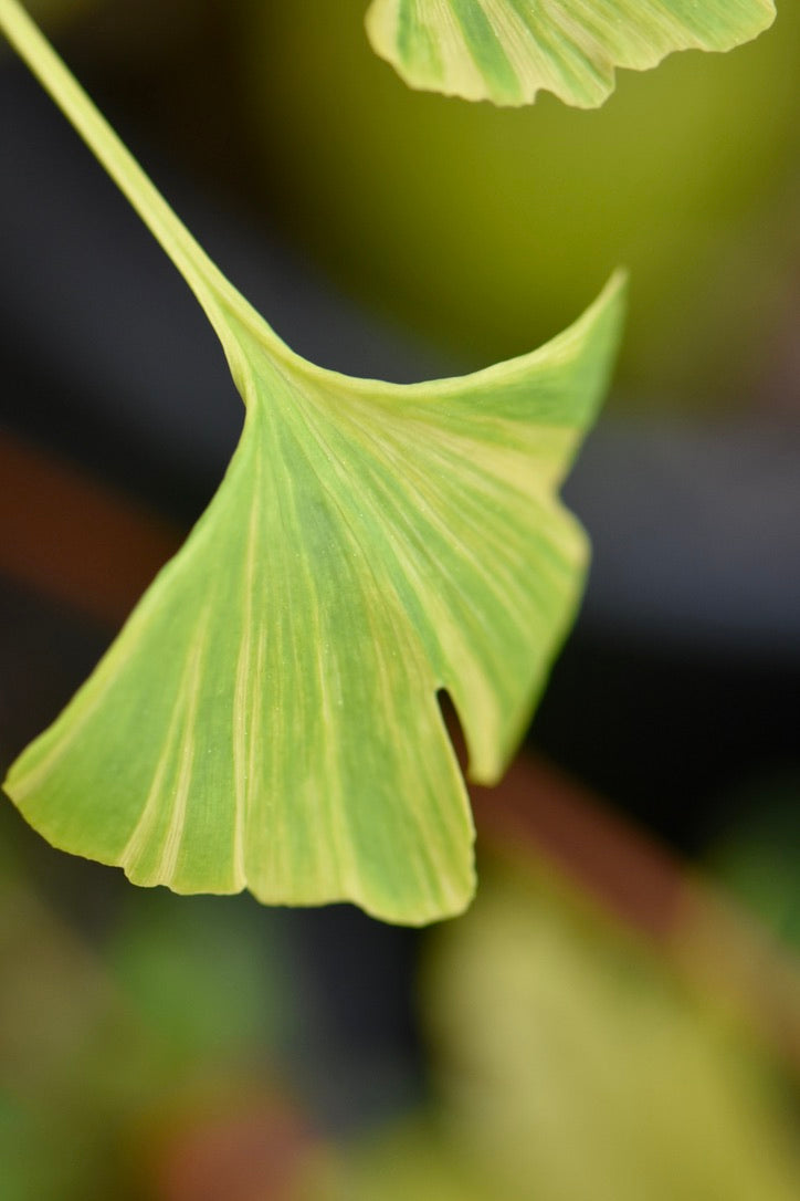 Ginkgo biloba 'Sunstream'  (Variegated Maidenhair Tree)