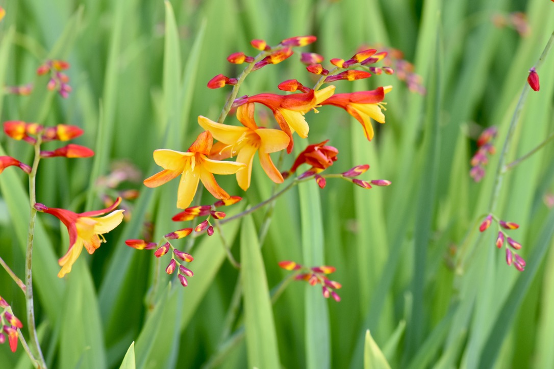 Crocosmia 'Spanish Ballerina' (Montbretia)