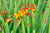 Crocosmia 'Spanish Ballerina' (Montbretia)