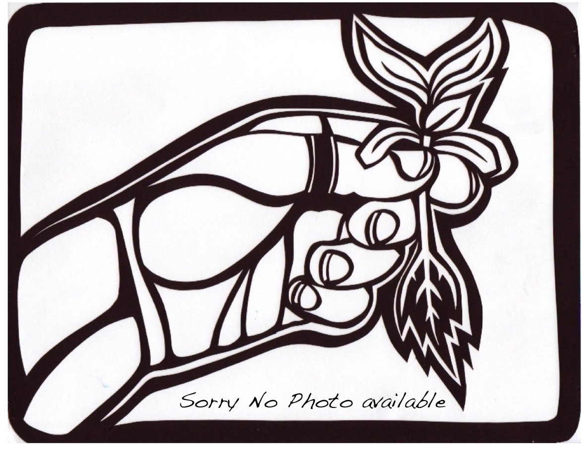 Schizophragma hydrangeoides 'Flirty Girl' (Climbing Hydrangea)