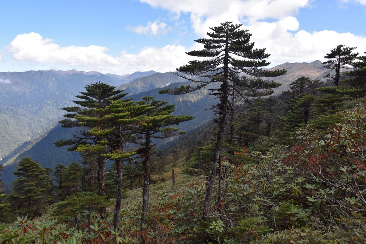 Abies delavayi (Delavay&#39;s Fir)