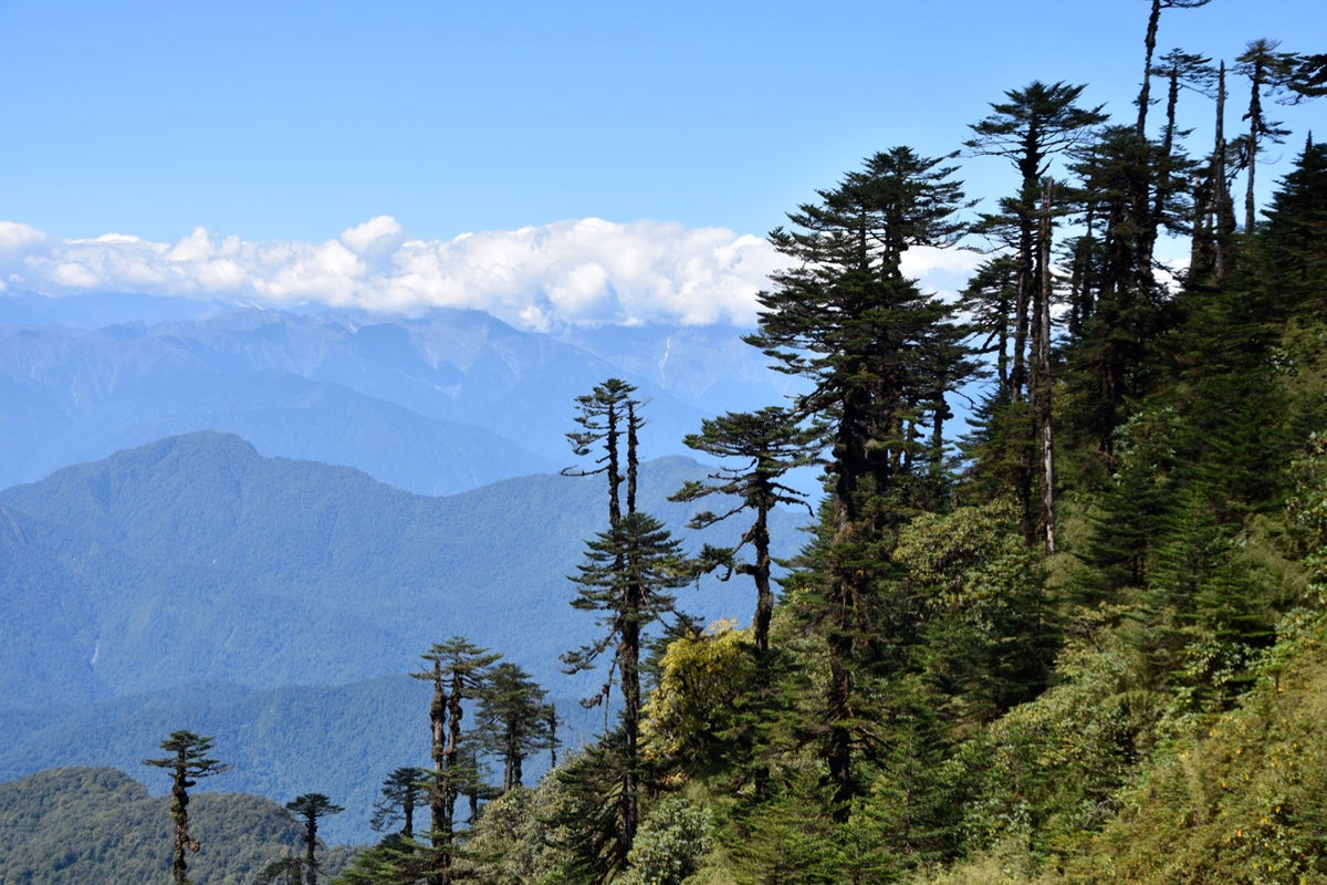 Abies delavayi (Delavay&#39;s Fir)