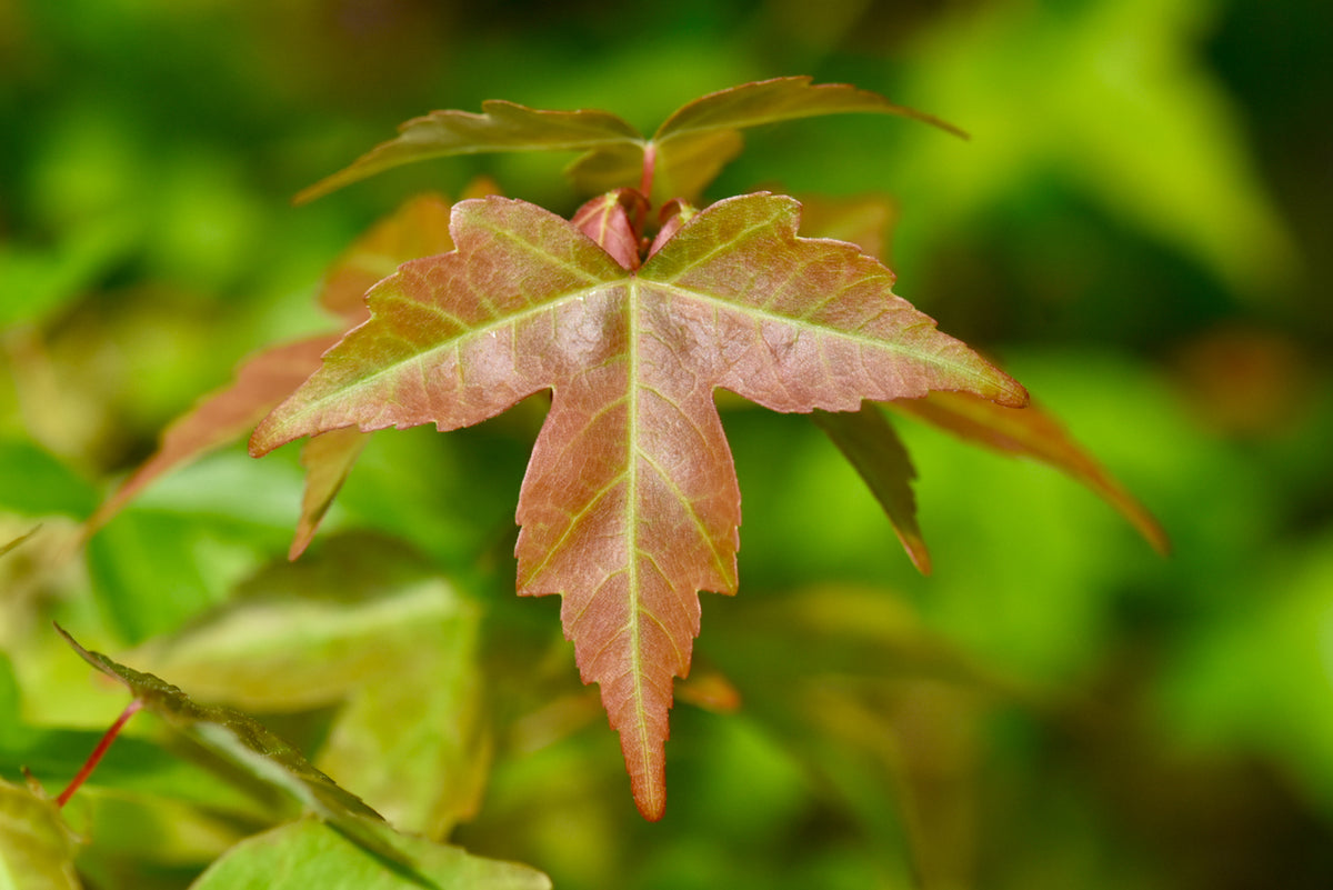 Acer buergerianum (Trident Maple)