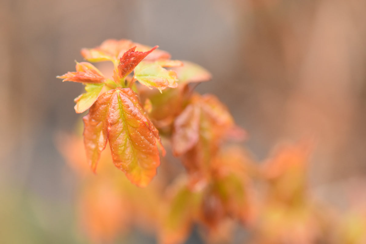 Acer buergerianum (Trident Maple)