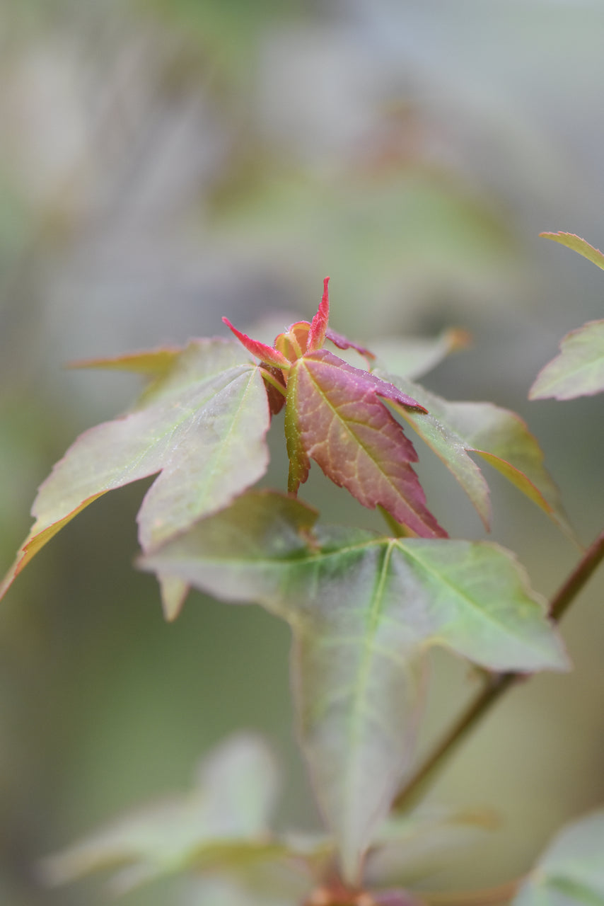 Acer buergerianum (Trident Maple)