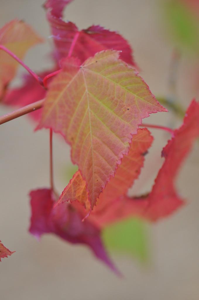 Acer capillipes (Red Snakebark Maple)