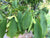 Acer carpinifolia 'Esveld' (Dwarf Japanese Hornbeam)
