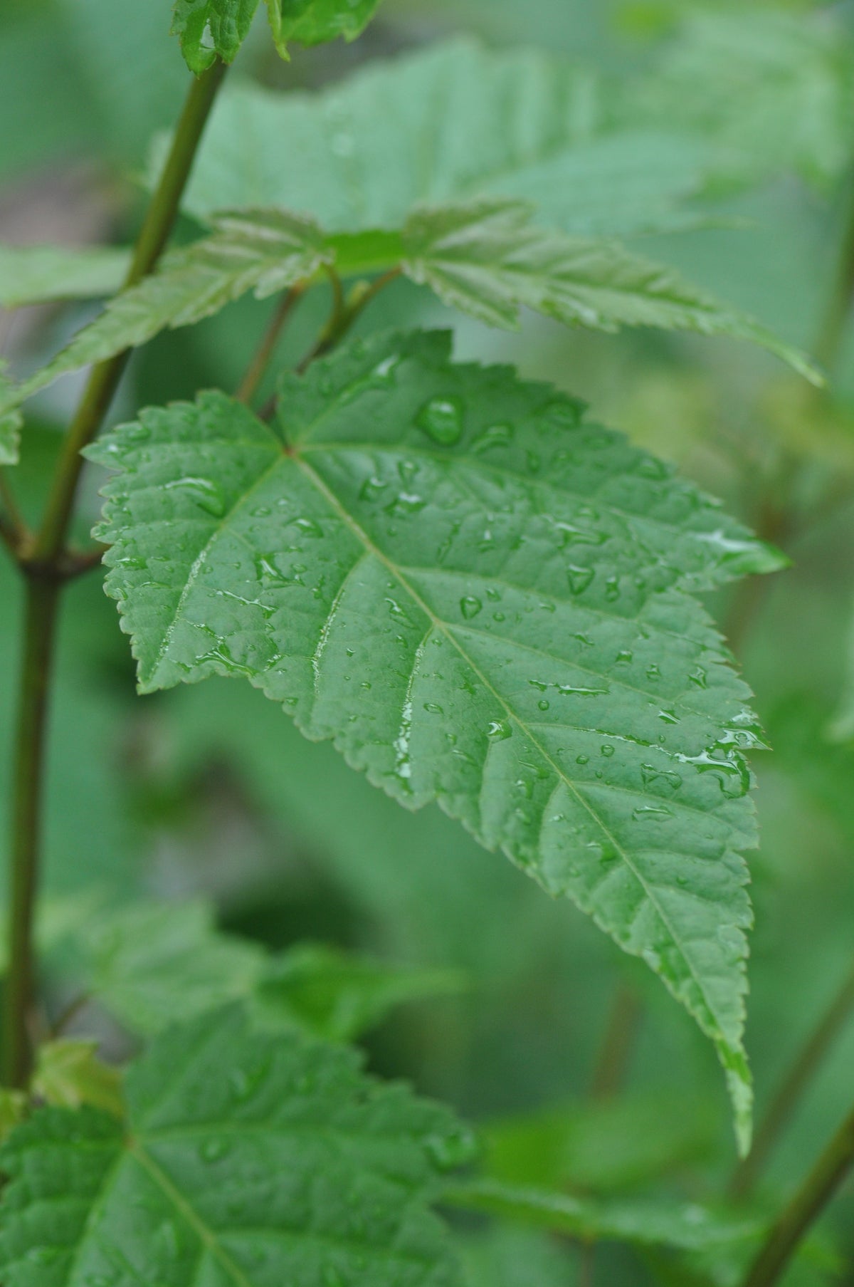Acer caudatifolium (Kawakami Maple)