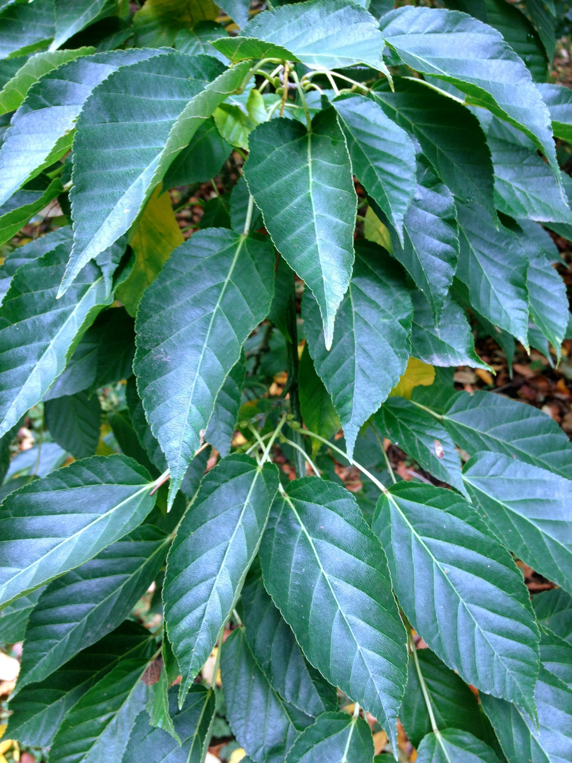 Acer davidii (Snakebark Maple) - Keeping It Green Nursery