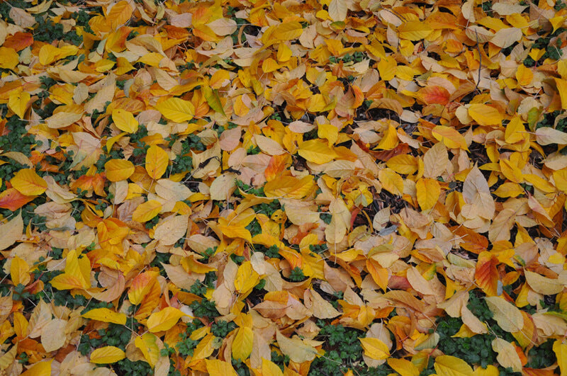 Acer davidii (Snakebark Maple)