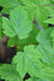 Acer glabrum ssp. douglasii AH-11-916 (Douglas Maple)