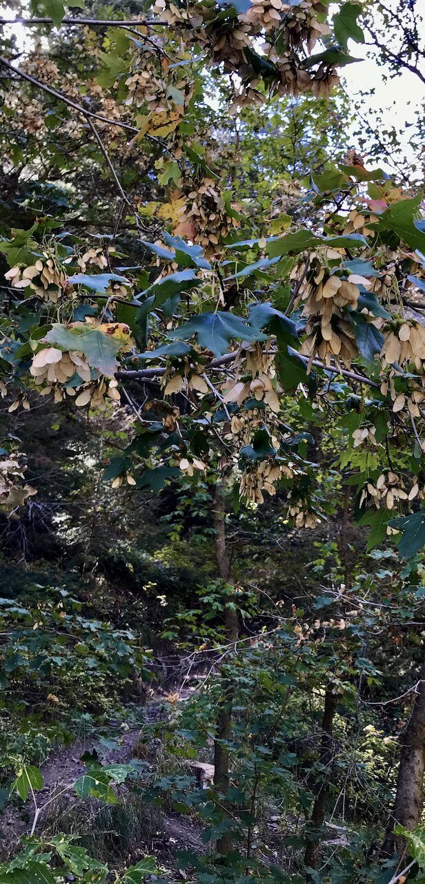 Acer grandidentatum AH 2029 (Bigtooth Maple, Canyon Maple)
