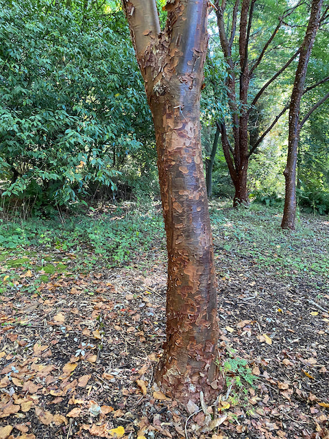 Acer griseum (Paperbark Maple)