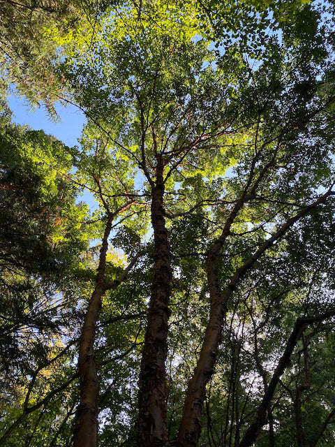 Acer griseum (Paperbark Maple)