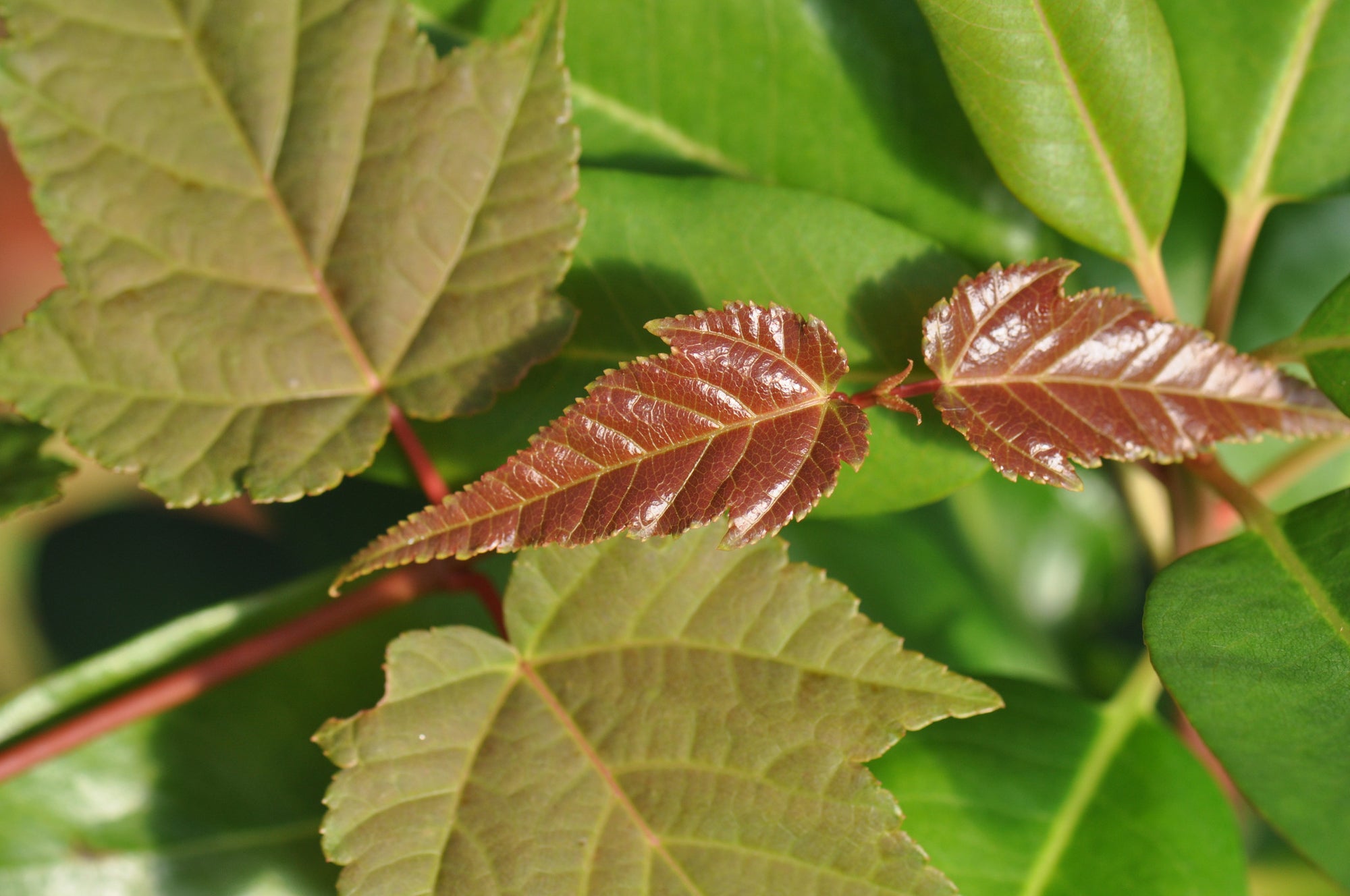 Acer grosseri var. hersii (Snakebark Maple)