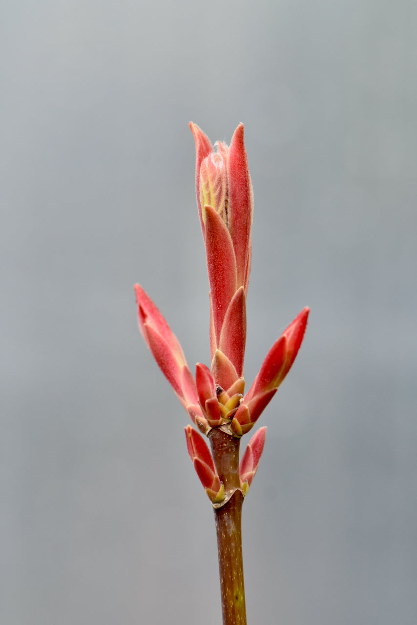 Acer macrophyllum &#39;Mocha Rose&#39; (Mocha Rose Big Leaf Maple)