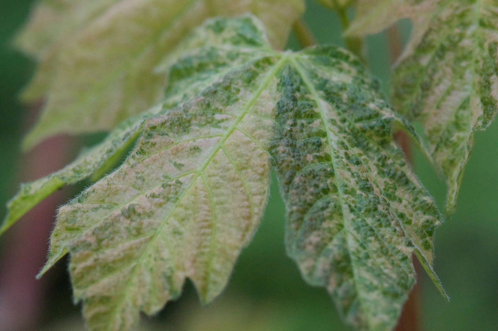 Acer macrophyllum 'Santiam Snows' (Variegated Big Leaf Maple)