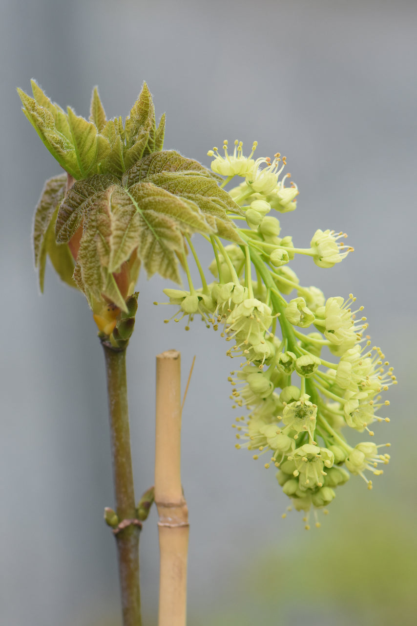 Acer macrophyllum &#39;Seattle Sentinel&#39; (Columnar Bigleaf Maple)