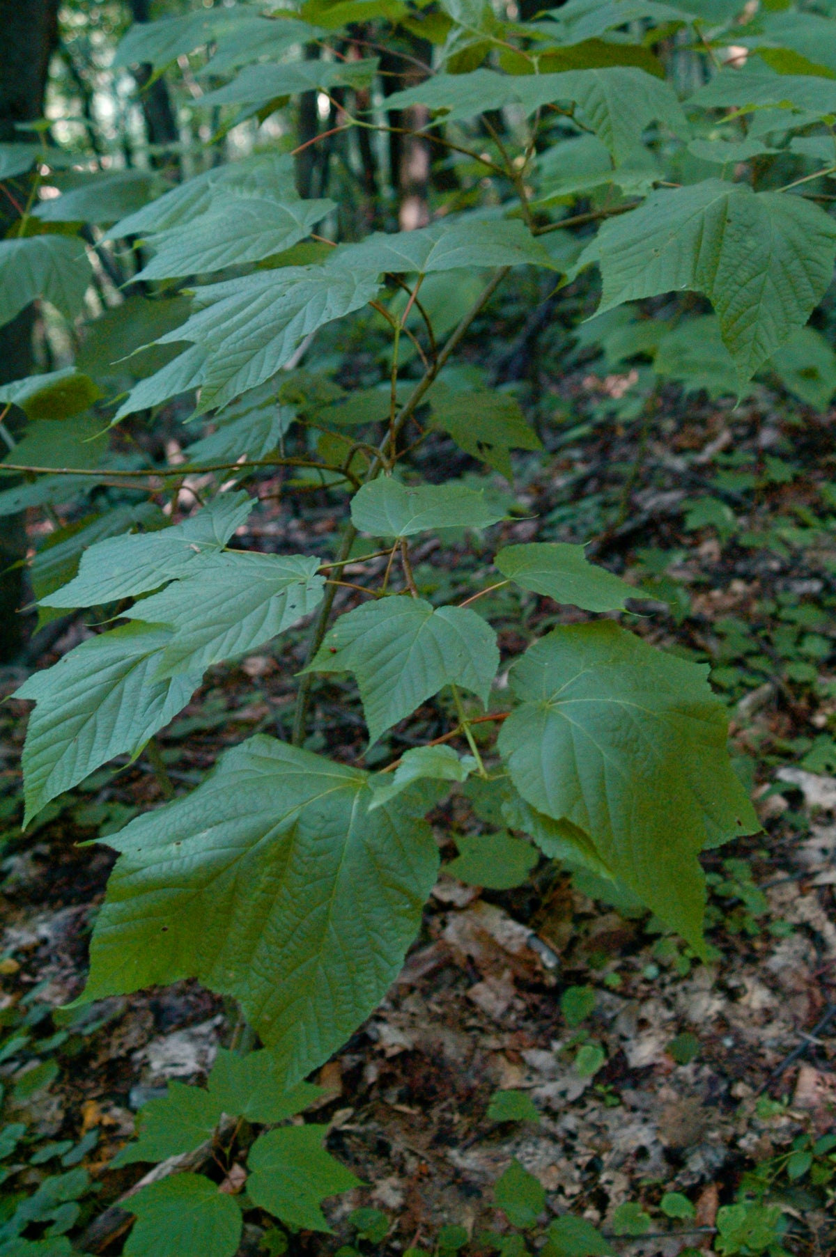 Acer pensylvanicum (Northeastern Snakebark Maple, Whistlewood)