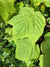 Acer pensylvanicum 'Erythrocladum'  (Striped Maple)