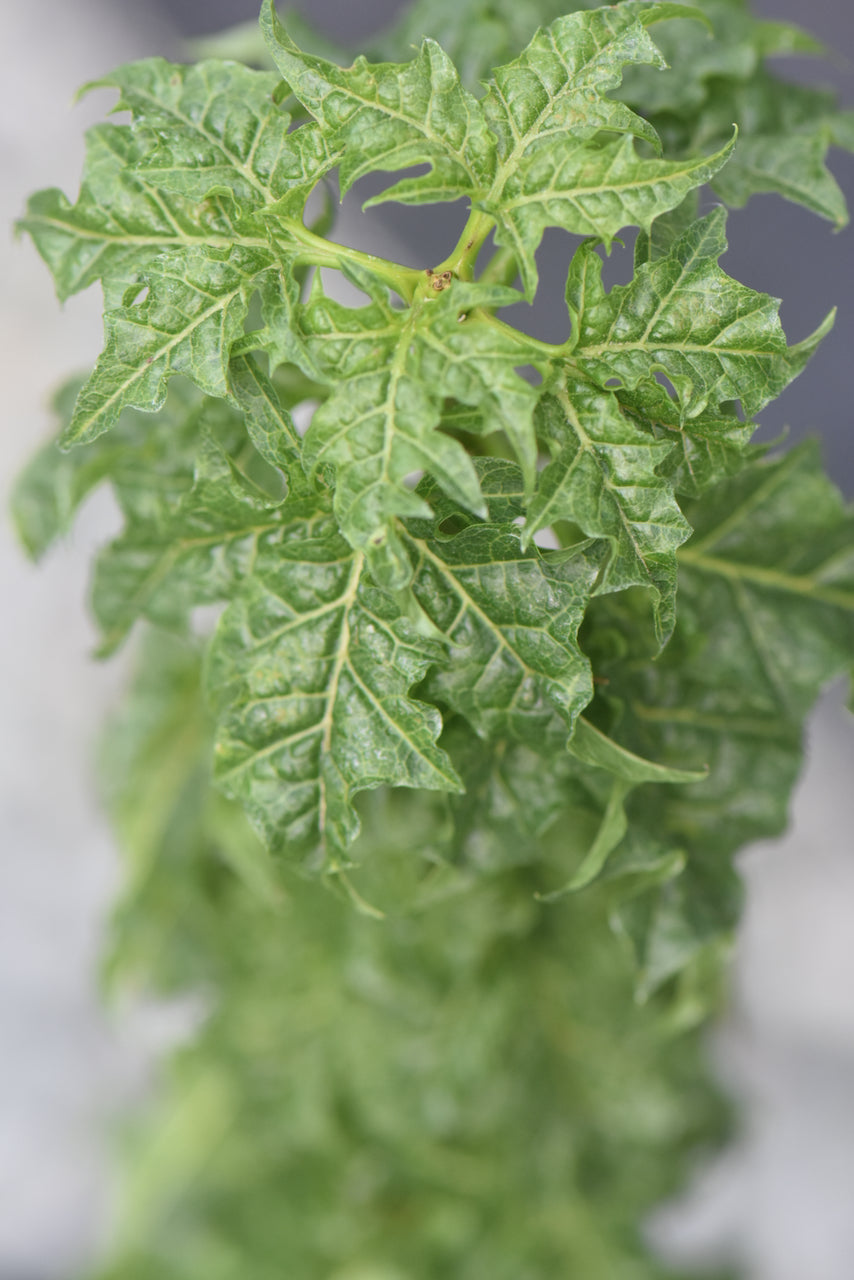 Acer platanoides &#39;Curly Lamppost&#39; (Columnar Norway Maple)