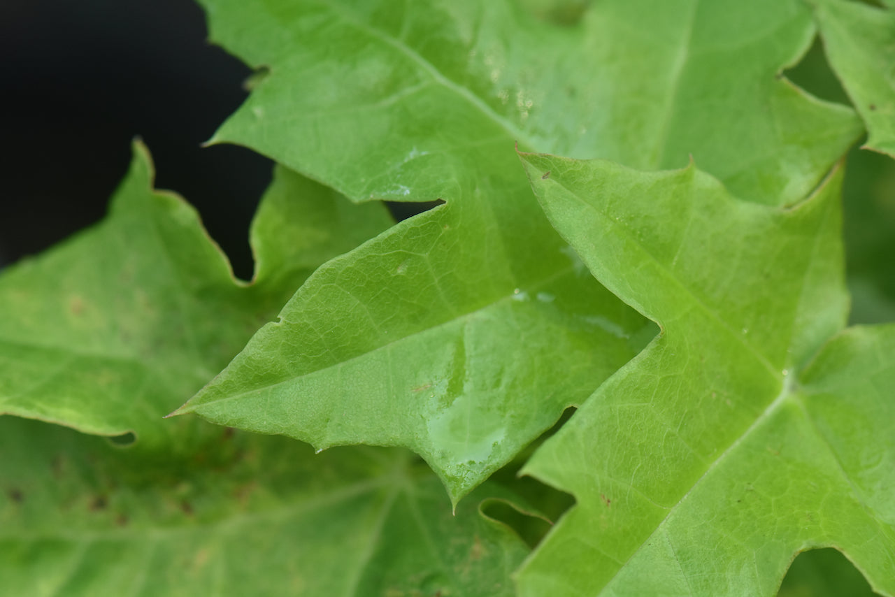 Acer platanoides 'Golden Globe' (Gold Leaf Norway Maple)