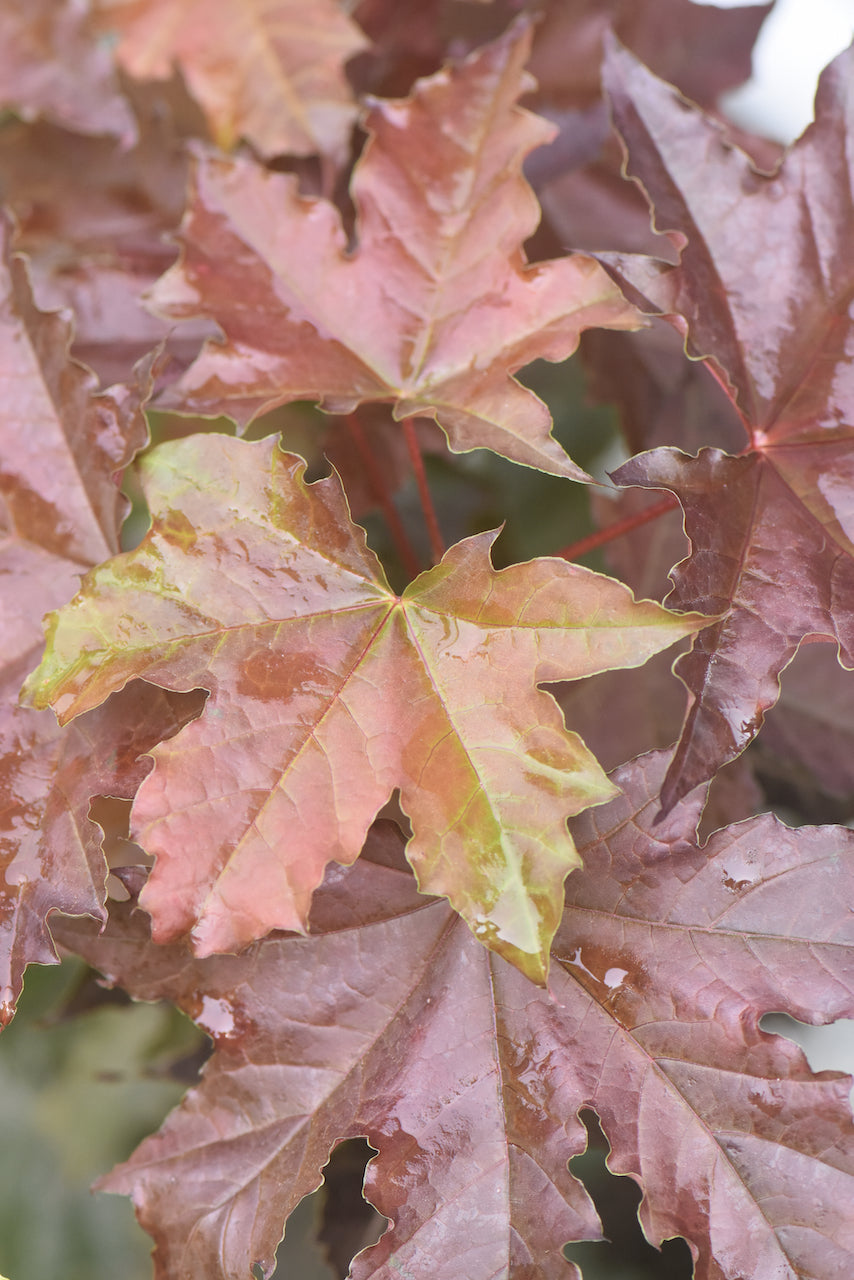 Tree and Shrubs - Keeping It Green Nursery Tree and Shrubs - Keeping It Green Nursery